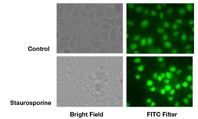NUCLEAR-ID® Green chromatin condensation detection kit